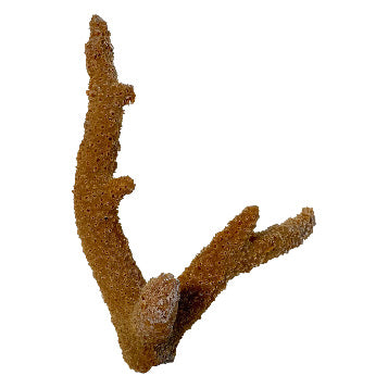 #94 Branch Coral
