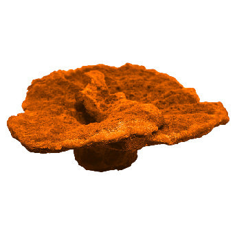 #53 Montipora