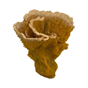 #54 Montipora