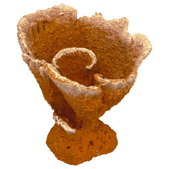 #56 Montipora