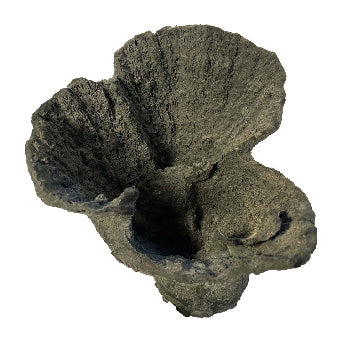 #55 Montipora