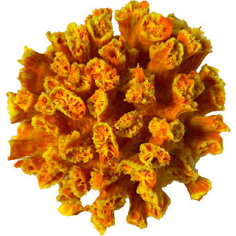 XLG Sun Polyp