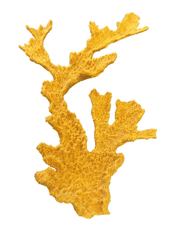 #87 XXL Elkhorn Coral