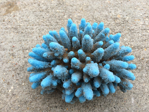 artificial corals gem acropora