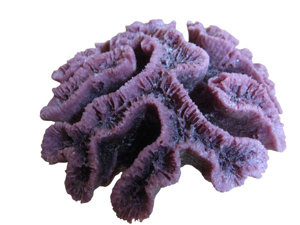 260 Open Flower Brain Coral – Ocean Aquaria