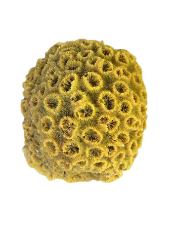#74 Medium Star Coral