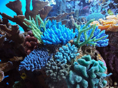 ARTIFICIAL CORALS