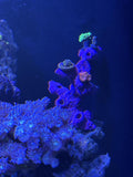 10 Hole Coral Frag Plug Rack: Sandbed Torch Tower Frag Rock
