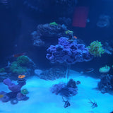 SANDBED 7 Hole "Floating Look" Frag Rock Island for Live Coral