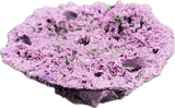 SANDBED 5 Hole Acropora Frag Plate Rock
