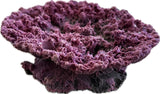 SANDBED 5 Hole Acropora Frag Plate Rock