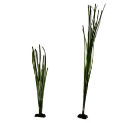 Seagrasses,Algae and Kelp