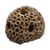 5 Hole frag rock star coral for live coral plugs.