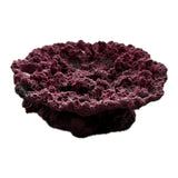 SANDBED 5 Hole Acropora Frag Plate Rock