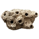 SANDBED 7 Hole Live Coral Frag Rock