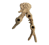 MAGNETIC 3 Hole Acro Branch Live Coral Frag Rock