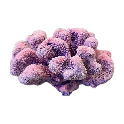 #121 Large Cauliflower Acropora aquarium decoration