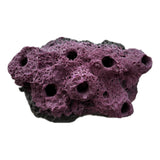 SANDBED 7 Hole Live Coral Frag Rock