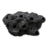 SANDBED 7 Hole Live Coral Frag Rock