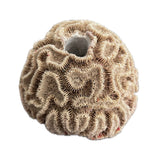 SANDBED 1 Hole Live Coral Frag Brain Rock