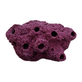 SANDBED 7 Hole Live Coral Frag Rock