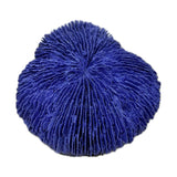 #19 Med. Fungia Disc Coral