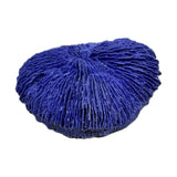 #19 Med. Fungia Disc Coral