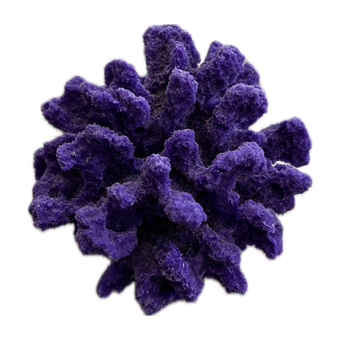 #0119 Mini Cauliflower Acropora