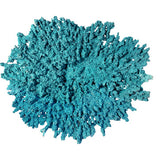 #123 Large Table Acropora aquarium decorations