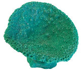 #606 Medium Oval cup coral