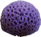 #73 Star Coral