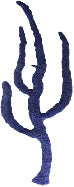#485 Sea Rod