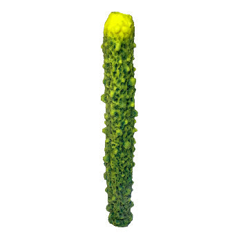 #637 Stovepipe Coral