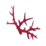 #331 Staghorn