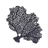 #385 SeaFan
