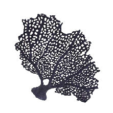 #385 SeaFan
