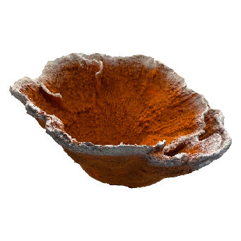 #60 Montipora