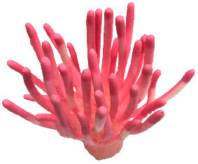 #902 Caribbean Anemone