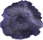 #391 Fungiidae Mushroom