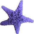 #42 Blunt Sea Star