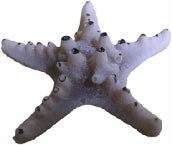#43 Chocolate Chip Sea Star