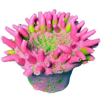 #900 Cold Water Anemone
