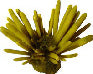 #45 Pencil Urchin