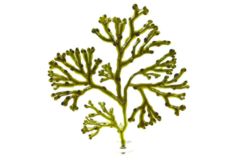 Pangea Artificial Bladder Wrack