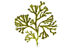 Pangea Seagrasses and Kelp