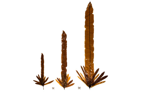 Pangea Dragon Kelp