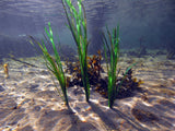Pangea Artificial Eelgrass