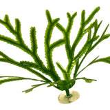 Pangea Artificial Toothed Wrack
