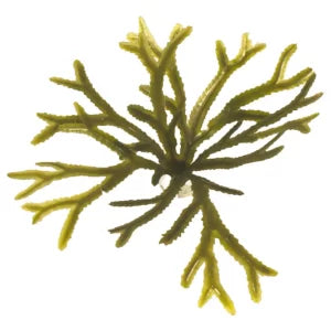 Pangea Artificial Toothed Wrack