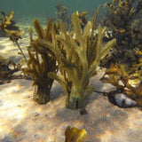 Pangea Artificial Toothed Wrack